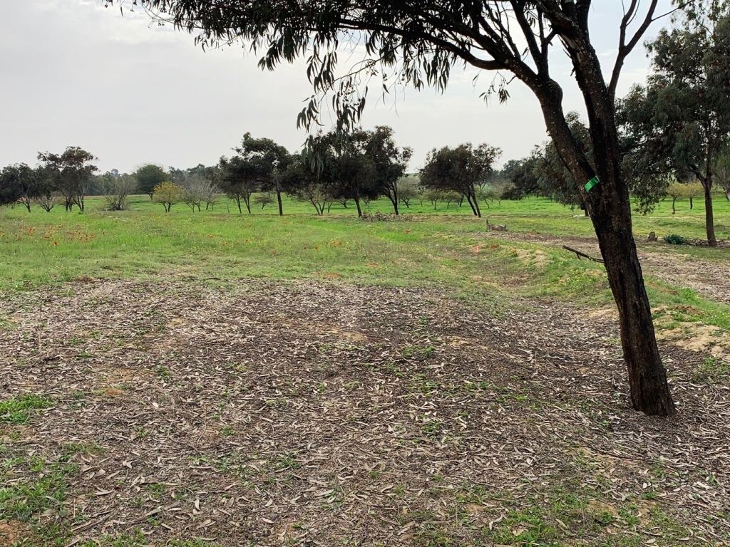 אללופתיה של אקליפטוס הצווארון בשטח המחקר ליד רעים. צילום- יובל נוימן