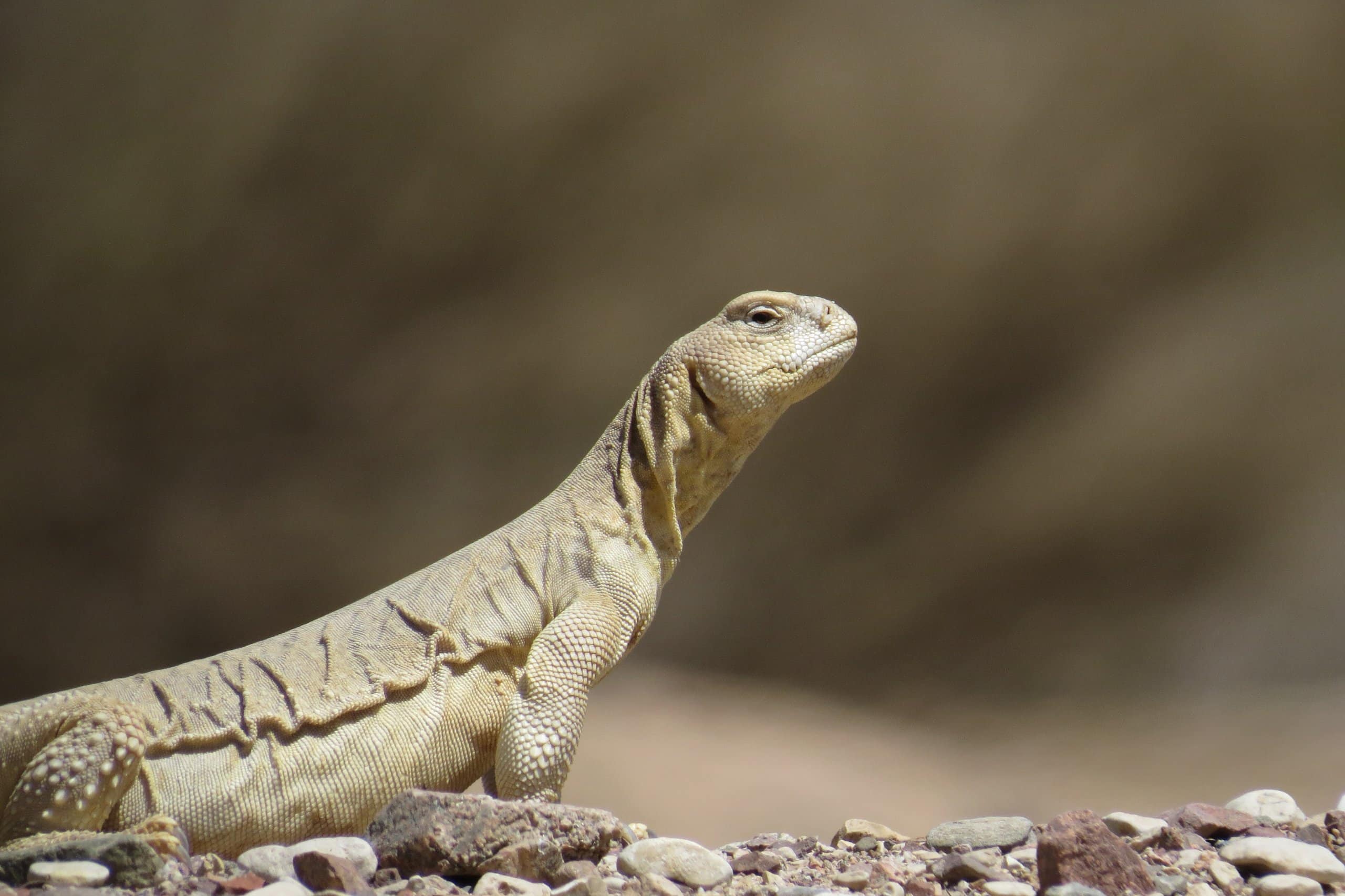 58% من وفرة الزواحف في رمال النقب الغربي آخذة في الانخفاض، وكذلك 48% من الزواحف في السهول الطفالية في شمال النقب. صورة سلحفاة هاردون المشتركة: ريوت ألون