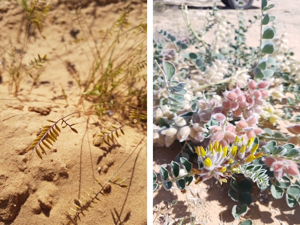קדד קהירי (מימין) ושעלבית מסרקנית (משמאל). מינים אלה מסומנים לאיסוף עתידי. צילום: תומר פארג', בנק הגנים