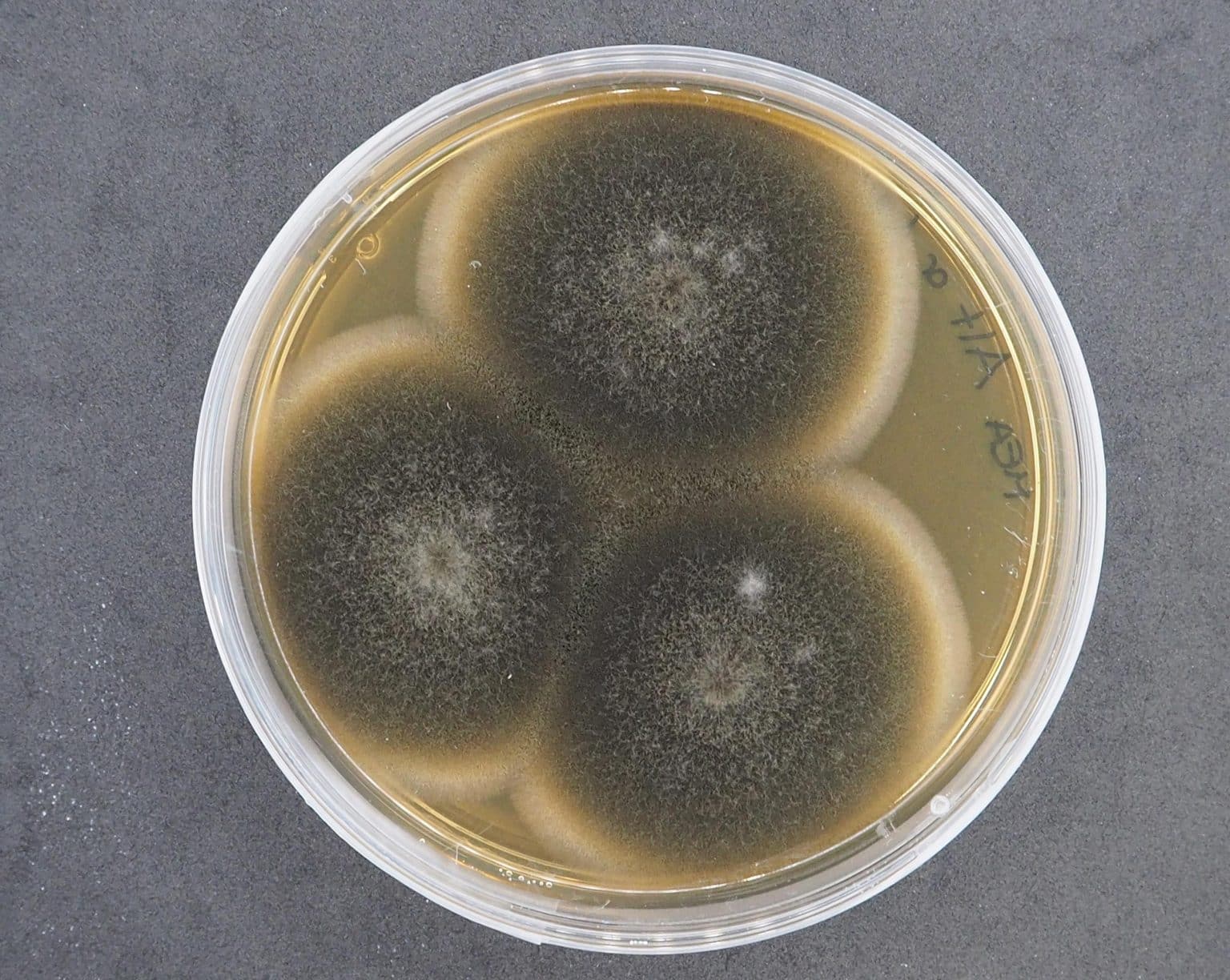 תרבית פטרייה: Alternaria sp. NS4. קרדיט: לאורה רבאכין, INTK, האקדמיה לאמנות, וינה