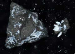 Microscope image of a dark brown particle, about a millimeter long, with a light phosphate membrane. On the right is a smaller fragment that broke off. Credit: From Lauretta & Connolly et al. (2024) Meteoritics & Planetary Science, doi:10.1111/maps.14227