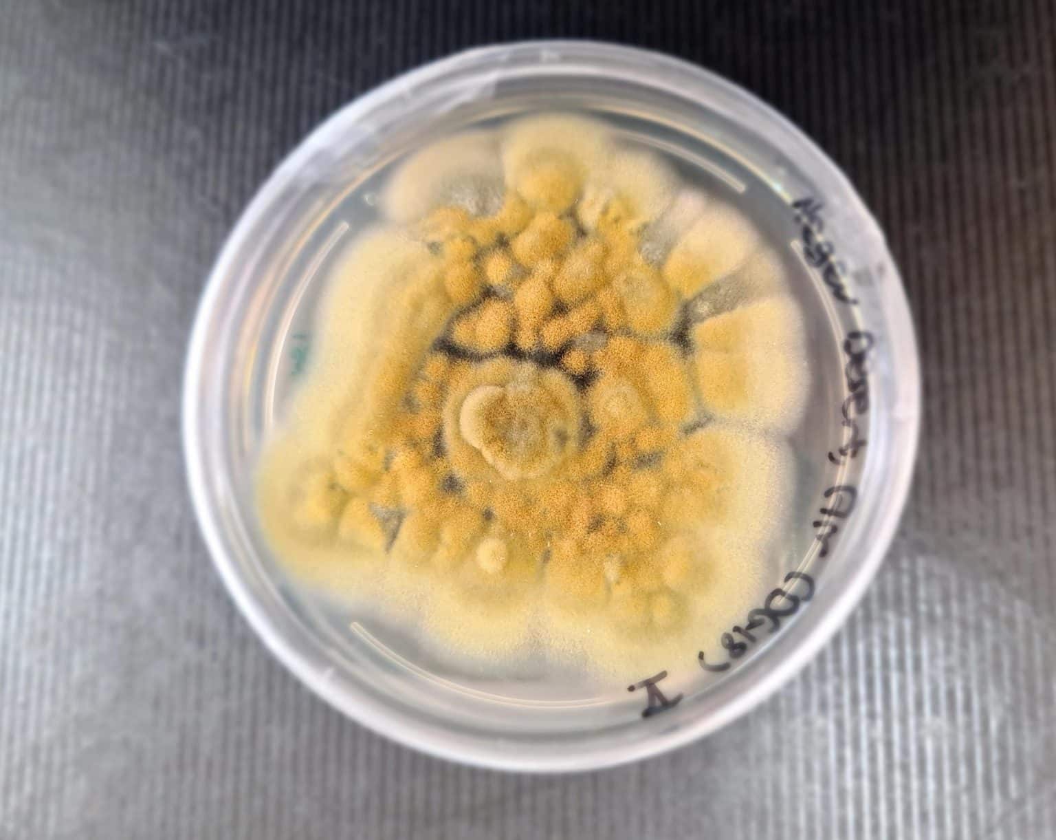 תרבית פטרייה: Cladosporium limoniforme. קרדיט: ד"ר אירית ניר, אוניברסיטת בן גוריון בנגב