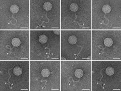 An electron microscope image of phages that replicated inside bacterial cells that possess the immune system discovered in the study. The immune system attached a ubiquitin-like protein (marked with black dots and white arrows) to the tails of the phages, thus preventing them from infecting additional bacterial cells