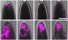 Minutes after the fruit fly lays its egg, the father's mitochondrial organelles can still be seen (top row left, marked in glowing purple), but an hour later they are no longer traceable (top row, second left). In contrast, in a transgenic fly that lacks the Rubicon protein (bottom row), the mitochondria are not destroyed even one, two or three hours after the egg is laid