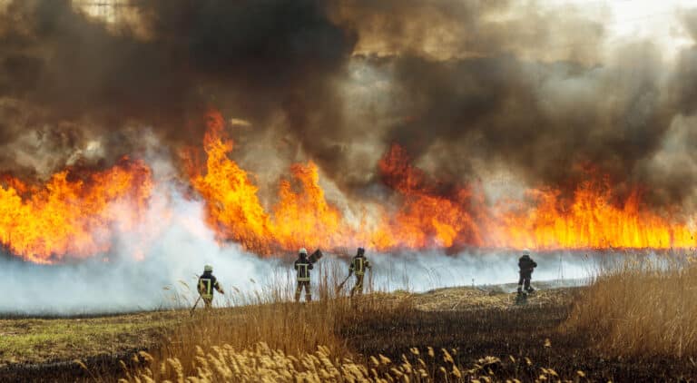 שריפת יער. המחשה: depositphotos.com