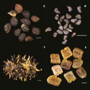 זרעים מאוסף בנק הגנים. צילום- חניתה צמח, מנהל המחקר החקלאי – מכון וולקני