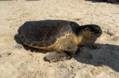 ״צבי ים גם נחשבים למין דגל, ומבין הזוחלים מדובר במין היחיד שמקבל תשומת לב בעוד שממינים אחרים שזקוקים להגנה מתעלמים לחלוטין״. צב-ים חום צילום: רעות אלון