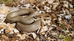 שלוון קולר.  לזוחלים יש יחסי ציבור די גרועים, ולא בצדק. שלוון קולר צילום: בן שרמייסטר