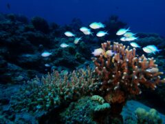 The coral reef in Eilat, under artificial night lighting. Photo: Shaf Ben Ezra