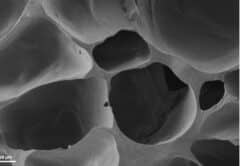 مسح صورة المجهر الإلكتروني لـ CellFoam™ في ظروف المختبر بعد زرع الخلايا الليفية. تكون البنية المسامية للقالب واضحة للعيان، حيث تنمو الخلايا الليفية حول فتحات المسام وبالقرب منها. من موقع التغيير الحيوي