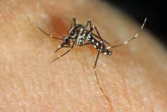 بعوضة النمر الآسيوي، الزاعجة المنقطة بالأبيض (Aedes albopictus)، رسم توضيحي: Depositphotos.com