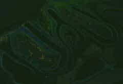 תאי B (זהב) בתוך קונכיות האף (ירוק) בעכבר, לאחר שקיבל חיסון אף