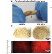 In the diagram: measurement of biomechanical forces applied to alpaca wool in torsion (above) and compression (below) states.