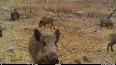Piglet predation by wolves can slow down the wild boar outbreak. Photo: Shlomo Priceblom