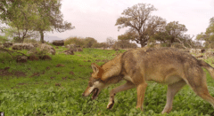Most of the wolves in Israel are found in the Golan Heights and the Arabah. Photo: Shlomo Priceblom