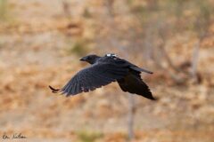 يكتشف العلماء أن الغربان تتمتع بقدرات معرفية مثيرة للإعجاب تنافس قدرات القرود في مجالات معينة وحتى الأطفال الصغار. الصورة: البروفيسور ران ناتان