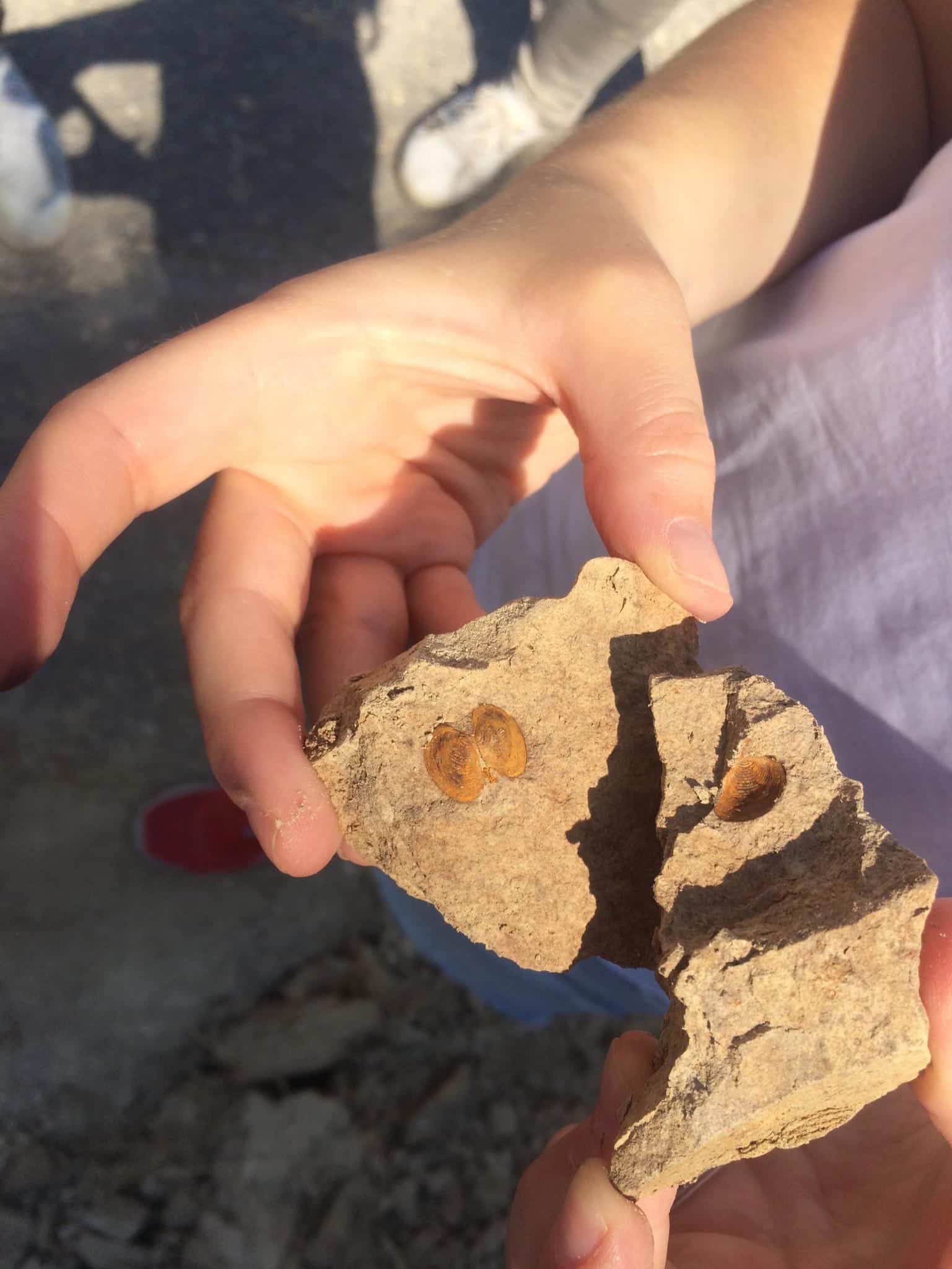 מאובן קונכייה של צדפה ששומרה במשקע בן 6.5 מיליון שנה בכרתים (יוון). המדענים ניתחו את נוכחותם של יצורים כגון זה כדי להשלים את הניתוח המקיף שלהם. קרדיט: קונסטנטינה אגיאדי.