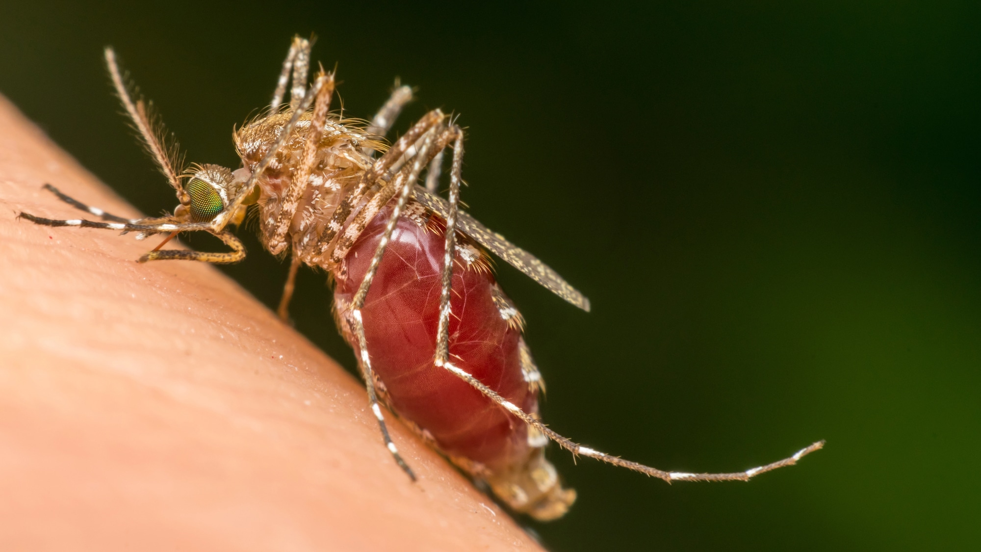 יתוש Aedes aegypti מוצץ דם. <a href="https://depositphotos.com. ">המחשה: depositphotos.com</a>
