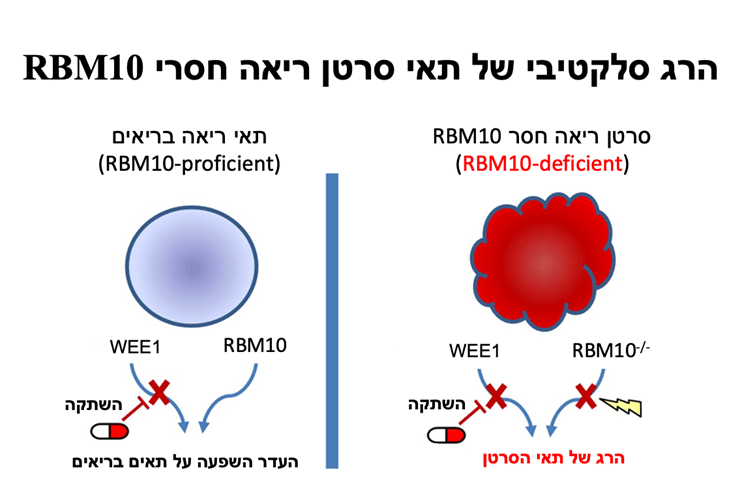 תאי ריאה בריאים מול תאי סרטן חסרי RBM10 עם השפעות מעכבות על WEE1. איור מדעי – הרג סלקטיבי של תאי סרטן ריאה חסרי RBM10. קרדיט צילום: דוברות הטכניון