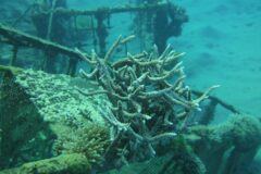 Corals saturated with drugs in the depths of the Gulf of Eilat. Photo: Tel Aviv University spokesperson