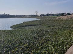 ينشأ في منطقة الأمازون، حيث يتوازن نموه عن طريق الحيوانات والحشرات الطفيلية التي تتغذى عليه. تصوير: يافي كيدر ليفي