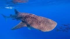 بحجم الحافلة، قرش الحوت. تصوير: ميرون سيغيف، أسماك القرش في إسرائيل