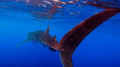 More than half of the researchers reported collisions with large vessels leading to the majority of fatal injuries. Photo: Miron Segev, Sharks in Israel