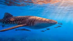 يمتلك كل فرد مجموعة فريدة من البقع والنقاط التي تميزه عن أسماك قرش الحوت الأخرى. تصوير: ميرون سيغيف، أسماك القرش في إسرائيل