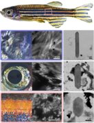 The list of crystals in the zebrafish: in the gill covers (top row) - long and narrow crystals, in the eye of the fish (middle row) shorter crystals, and in the skin (bottom row) - the shortest