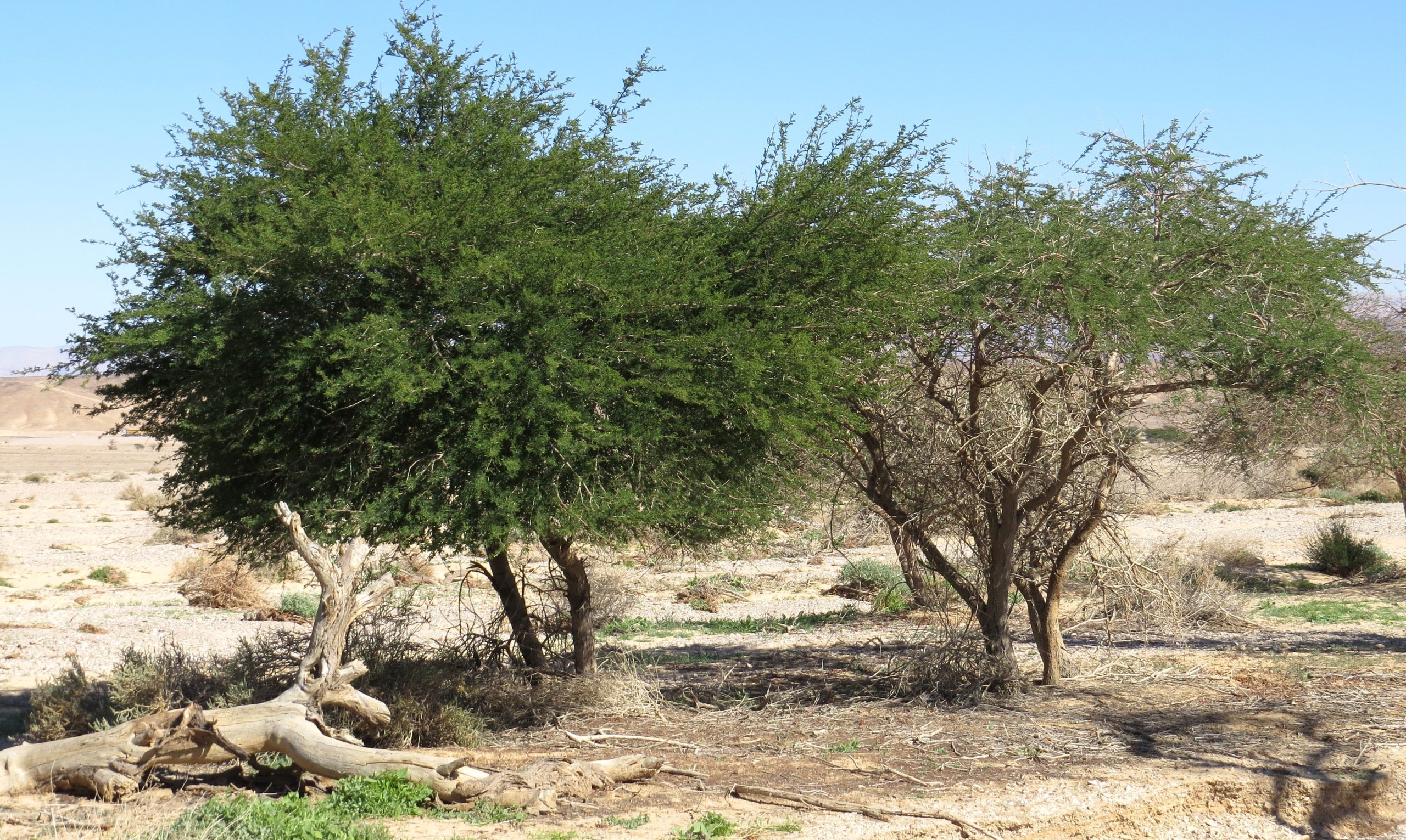 "שונות גנטית חשובה לעצים, השיטה משתמשת בכלים האבולוציוניים שלה כדי להתגבר על קשיי האקלים". צילום: בני שלמון