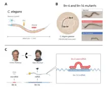 مراجعة *ج. elegans* ودراسة وراثية على طفرات lin-4 وlin-14. بإذن من لجنة جائزة نوبل للطب، 2024
