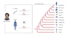 يُظهر الإنتاج الجيني بين الأنواع الحفاظ التطوري على miRNAs مثل Let-7 على مدى 500 مليون سنة