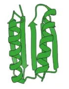 דיאגרמת רצועות מציגה מבנה תלת-ממדי של חלבון עם אלפא הליקסים וקטעי בטא.