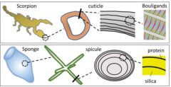 الهياكل متعددة الطبقات لنوعين بيولوجيين مختلفين: البشرة، الهيكل العظمي الخارجي للعقرب، والشويكة، الهيكل العظمي الداخلي لإسفنج البحر (يزداد مستوى التكبير في الرسم البياني من اليسار إلى اليمين)