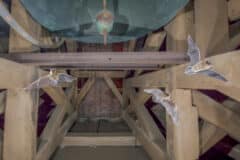 الخفافيش الرسم التوضيحي: موقع Depositphotos.com