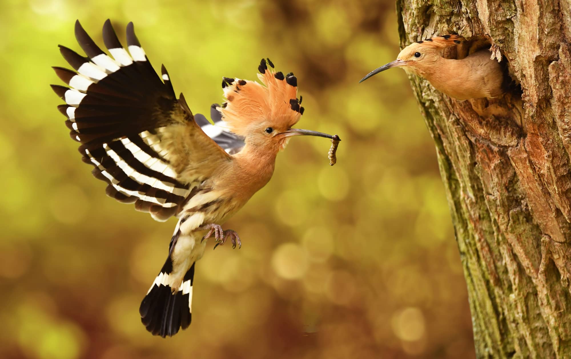 ציפור הדוכיפת. המחשה: depositphotos.com