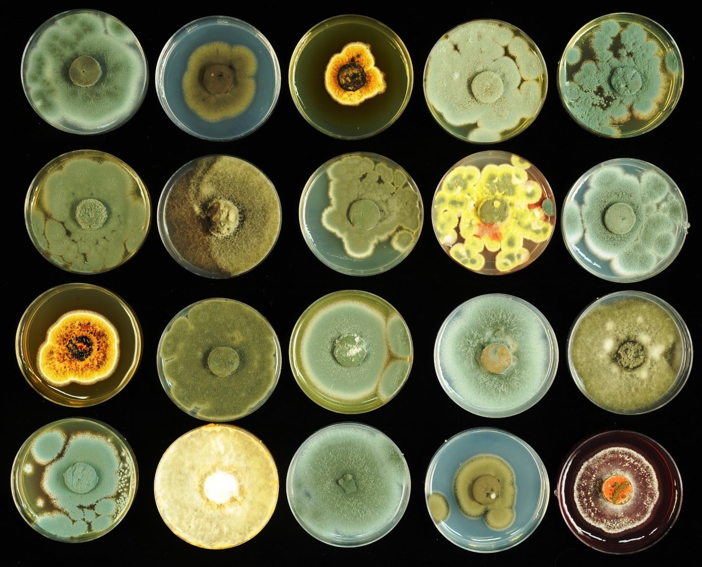 The Art of the Fungi – בידוד מדוגמאות אוויר של ד"ר נעמה לנג יונה. הוצגה בתערוכת אומנות במכון וויצמן למדע. צילום: אוהד הרכס.