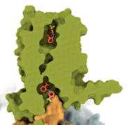 تصوير ثلاثي الأبعاد لبنية البروتين في غدة الطعم المر. الشكل مجاملة للباحثين