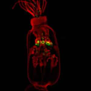 زنبق البحر الكامل والمشرق. يشير اللون الأخضر إلى الموقع الذي يوجد فيه إثراء للخلايا الجذعية. الصورة: شاني تاليسا
