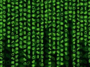 البكتيريا المعوية. الرسم التوضيحي مقدمة من البروفيسور عيران ألينيف، معهد وايزمان