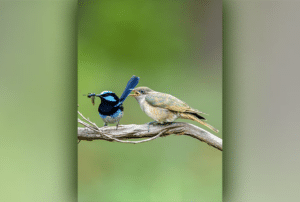 مع مرور الوقت، تطورت فراخ الوقواق لتشبه فراخها البديلة. ذكر طائر النمنمة يطعم فرخ الوقواق المصدر: مارك ليثلين