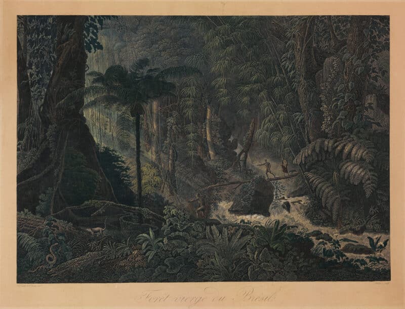 דימוי של יער פרא. Virgin forest in Brazil, Comte de Clarac, circa 1820. ©Creative Commons. Work at the Acervo da Pinacoteca do Estado de São Paulo, Brazil