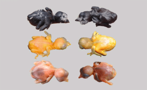 فراخ الوقواق تشبه إلى حد كبير فراخها المضيفة. فراخ الوقواق (يسار) و"إخوتهم" البديلين من أنواع مختلفة (يمين) | المصدر: نعومي لانجمور