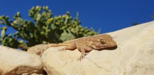 يقوم الوزغ بتقليص نشاطه إلى الحد الأدنى، وفي نفس الوقت، أعضاءه الداخلية أيضًا. الصورة: سيمون جاميسون