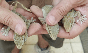 يأكل الوزغ أي شيء يقع بين يديه. وفي شمال أفريقيا، سُجِّل أنه يأكل الجربوع. الصورة: شاهر دوبينر