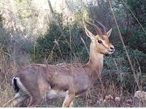 هل يحصل الغزلان على كل القيم الغذائية التي يحتاجها عندما يعيش ويأكل في الغابة؟ تصوير: أوري سيغيف، باستخدام كاميرا مراقبة