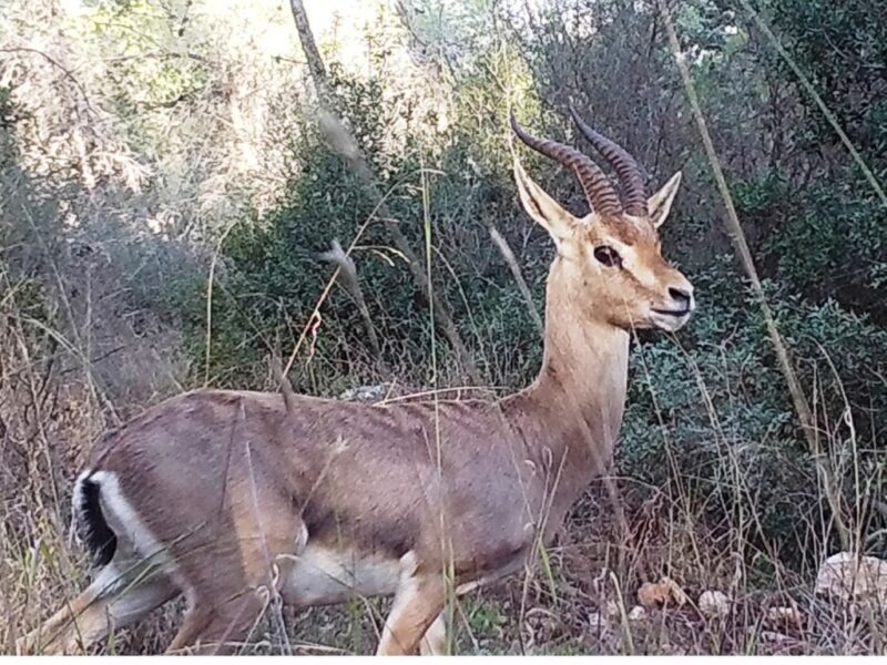 האם הצבאים מקבלים את כל הערכים התזונתיים שהם צריכים כשהם חיים ואוכלים ביער? צילום: אורי שגב, באמצעות מצלמת שביל