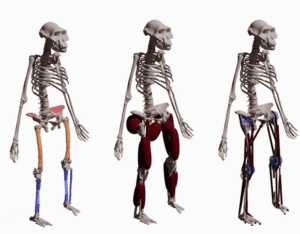 يحد هيكل جسم Australopithecus afarensis بشكل كبير من سرعة الجري. محاكاة الهيكل العظمي للأسترالوبيثيكوس بالعضلات وبدونها من المقال، بيتس، KT. وآخرون، علم الأحياء الحالي، 2024