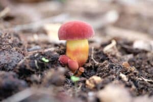 People think that picking mushrooms is a game, and don't remember that it's a dangerous Russian roulette. To the oak leaf. Photo: Efrat Brisker