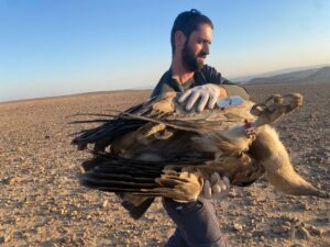 تسميم النسور، أكتوبر 2021، في منطقة وادي كينا جنوب البلاد. الصورة: شلوميت شافيت، هيئة الطبيعة والمتنزهات الإسرائيلية